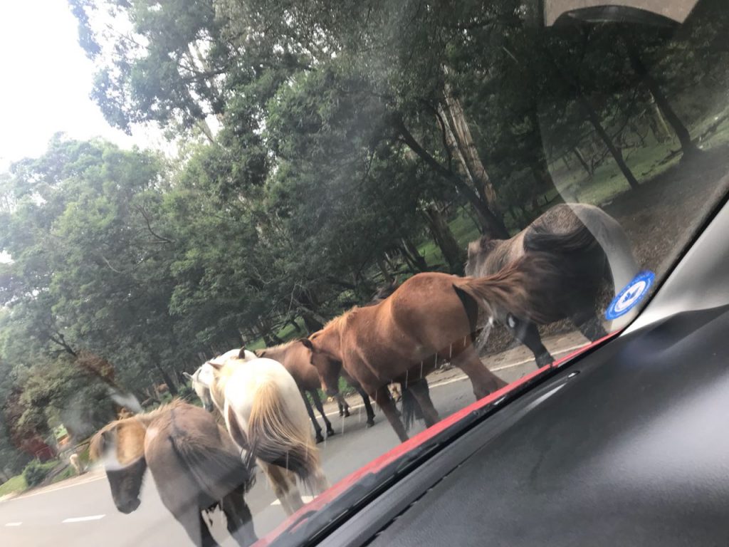 Horses blocking Ooty Road