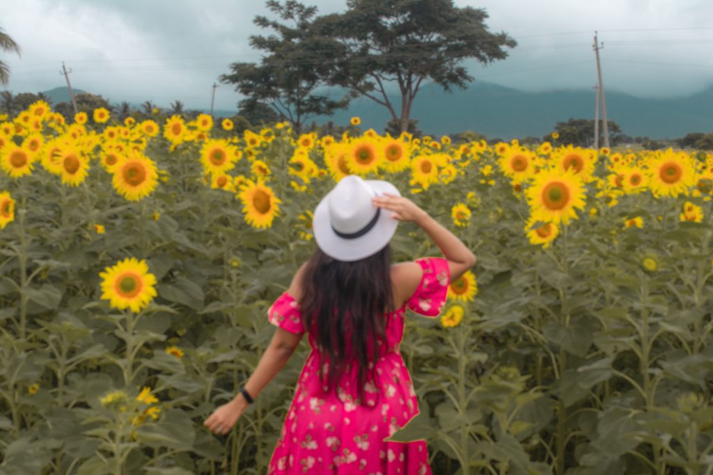 Sunflower fields in Gundulpet Ooty Highway