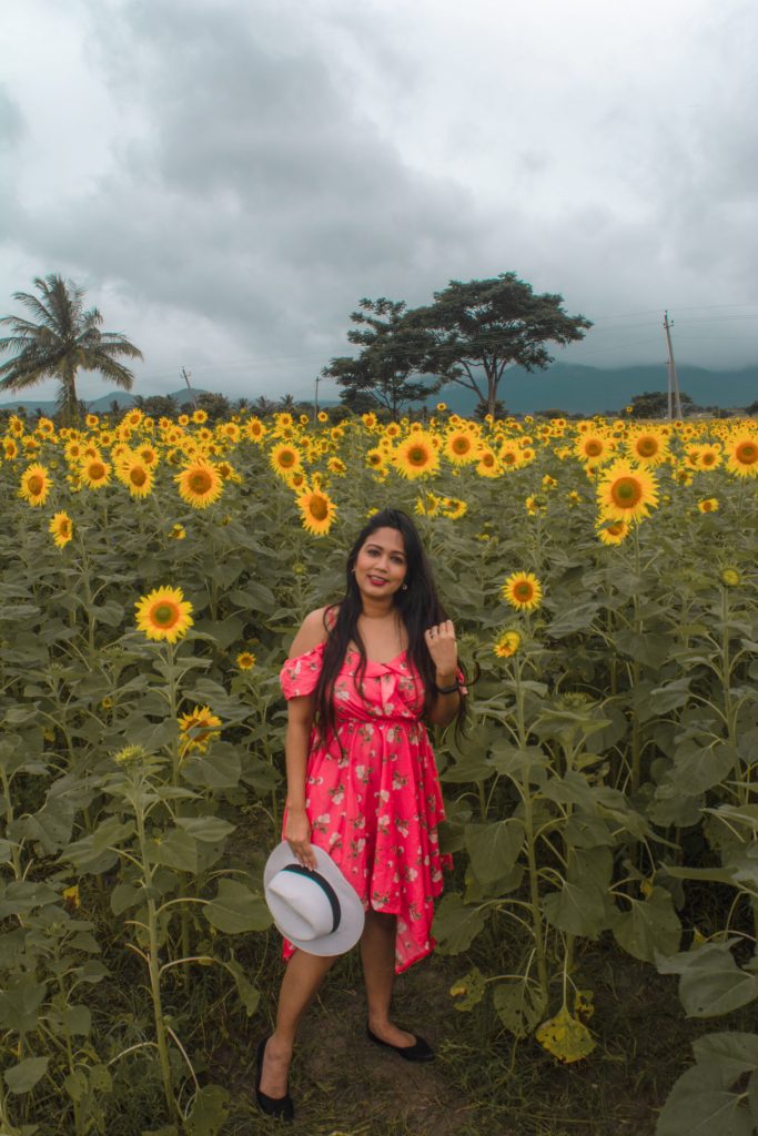 Sunflower field ooty
